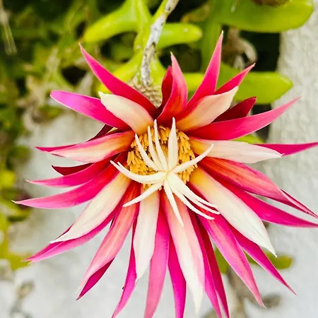 Дом отдыха Piedranegra *